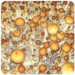 Псилоцибиновые (галлюциногенные)  грибы Psilocybin "Golden Teacher" в Королеве