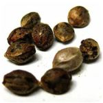 Семена марихуаны АК-47  (Seeds AK-47) в Королеве